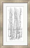 Birch Tree Sketch I Fine Art Print