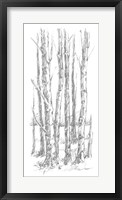 Birch Tree Sketch I Fine Art Print