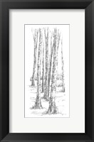 Birch Tree Sketch II Fine Art Print