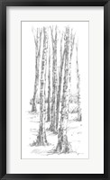 Birch Tree Sketch II Framed Print