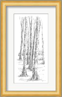 Birch Tree Sketch II Fine Art Print