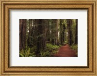 A Walk in the Woods I Fine Art Print
