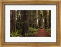 A Walk in the Woods I Fine Art Print