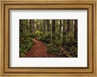 A Walk in the Woods II Fine Art Print