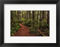 A Walk in the Woods II Fine Art Print