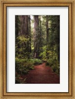 Forest Path I Fine Art Print