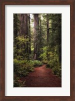 Forest Path I Fine Art Print