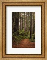 Forest Path II Fine Art Print