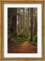 Forest Path II Fine Art Print
