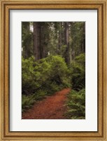 Forest Path III Fine Art Print