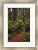 Forest Path III Fine Art Print
