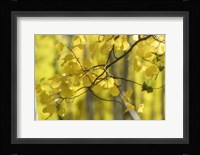 Aspen Backlight Fine Art Print