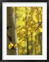 Aspen Highlights Fine Art Print