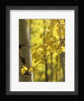 Aspen Highlights Fine Art Print