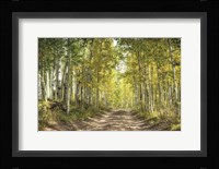 Aspen Drive Fine Art Print