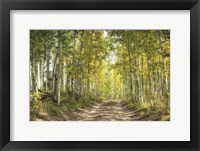 Aspen Drive Fine Art Print