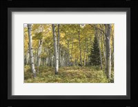 Aspen Grove I Fine Art Print