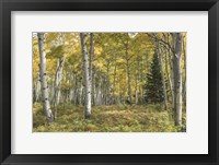 Aspen Grove I Fine Art Print