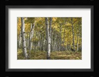 Aspen Grove II Fine Art Print