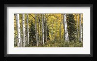 Aspen Panorama Fine Art Print
