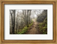 Narrow Path Fine Art Print