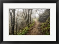 Narrow Path Fine Art Print