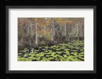 Bayou Autumn Fine Art Print