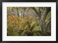 Autumn Ferns Fine Art Print