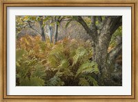 Autumn Ferns Fine Art Print