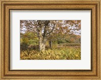 Maple and Ferns Fine Art Print