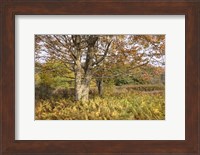 Maple and Ferns Fine Art Print