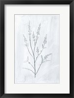 Milkweeds I Framed Print