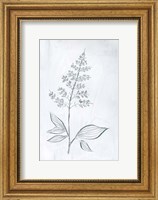 Milkweeds IV Fine Art Print