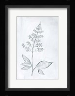 Milkweeds IV Framed Print