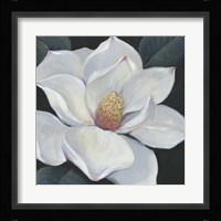 Blooming Magnolia II Framed Print