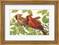 Cardinals Fine Art Print