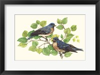 Song Birds I Framed Print