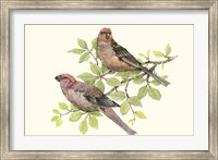 Song Birds II Fine Art Print