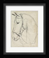 Horse in Bridle Sketch II Framed Print