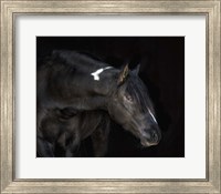 Equine Portrait IV Fine Art Print