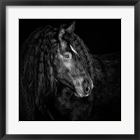 Equine Portrait IX Fine Art Print