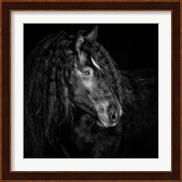 Equine Portrait IX Fine Art Print
