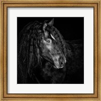 Equine Portrait IX Fine Art Print