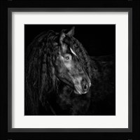 Equine Portrait IX Framed Print
