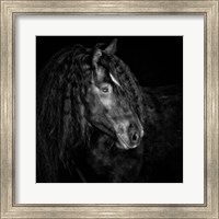 Equine Portrait IX Fine Art Print