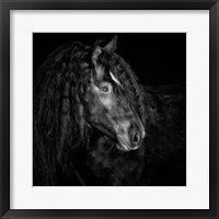 Equine Portrait IX Framed Print
