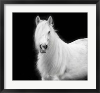 Equine Portrait V Fine Art Print