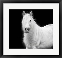 Equine Portrait V Fine Art Print