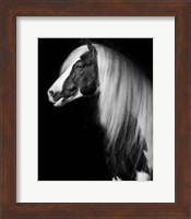 Equine Portrait VII Fine Art Print