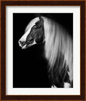 Equine Portrait VII Fine Art Print